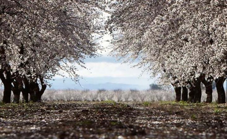 Almond orchard in blossom