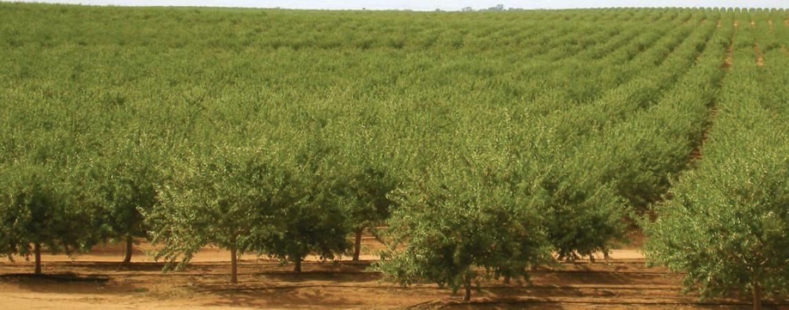 Olam - Tocabil Almond Orchard