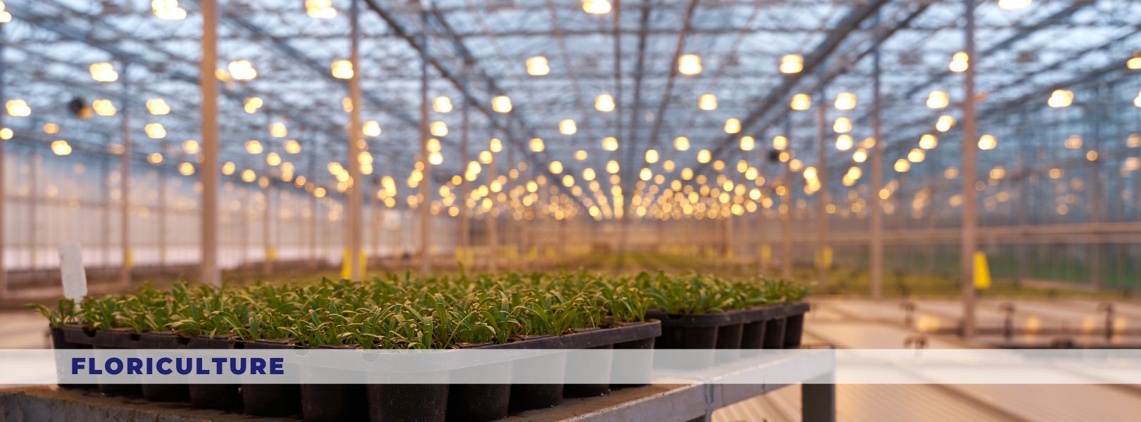 Lighting-Floriculture - Irribiz