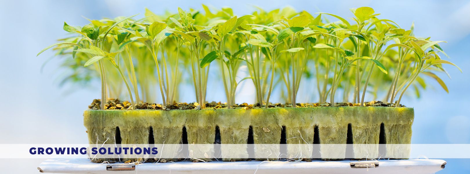 Growing Solutions - Irribiz