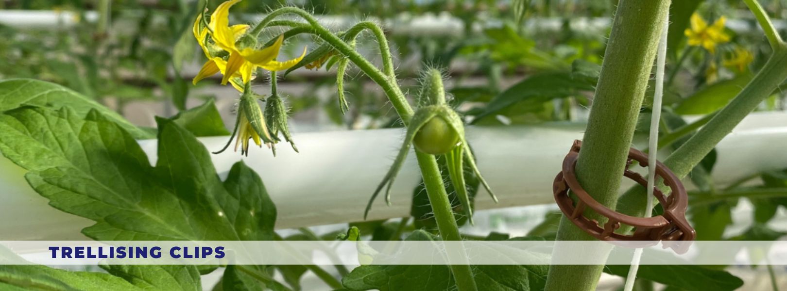 Trellising Clips - Irribiz